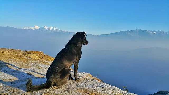 Cestovanie so psom